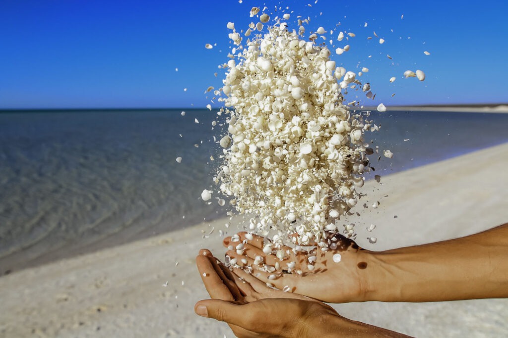 Monkey Mia_Shell Beach _australie_voyage_Travel_backpakers_alone_beach_australie