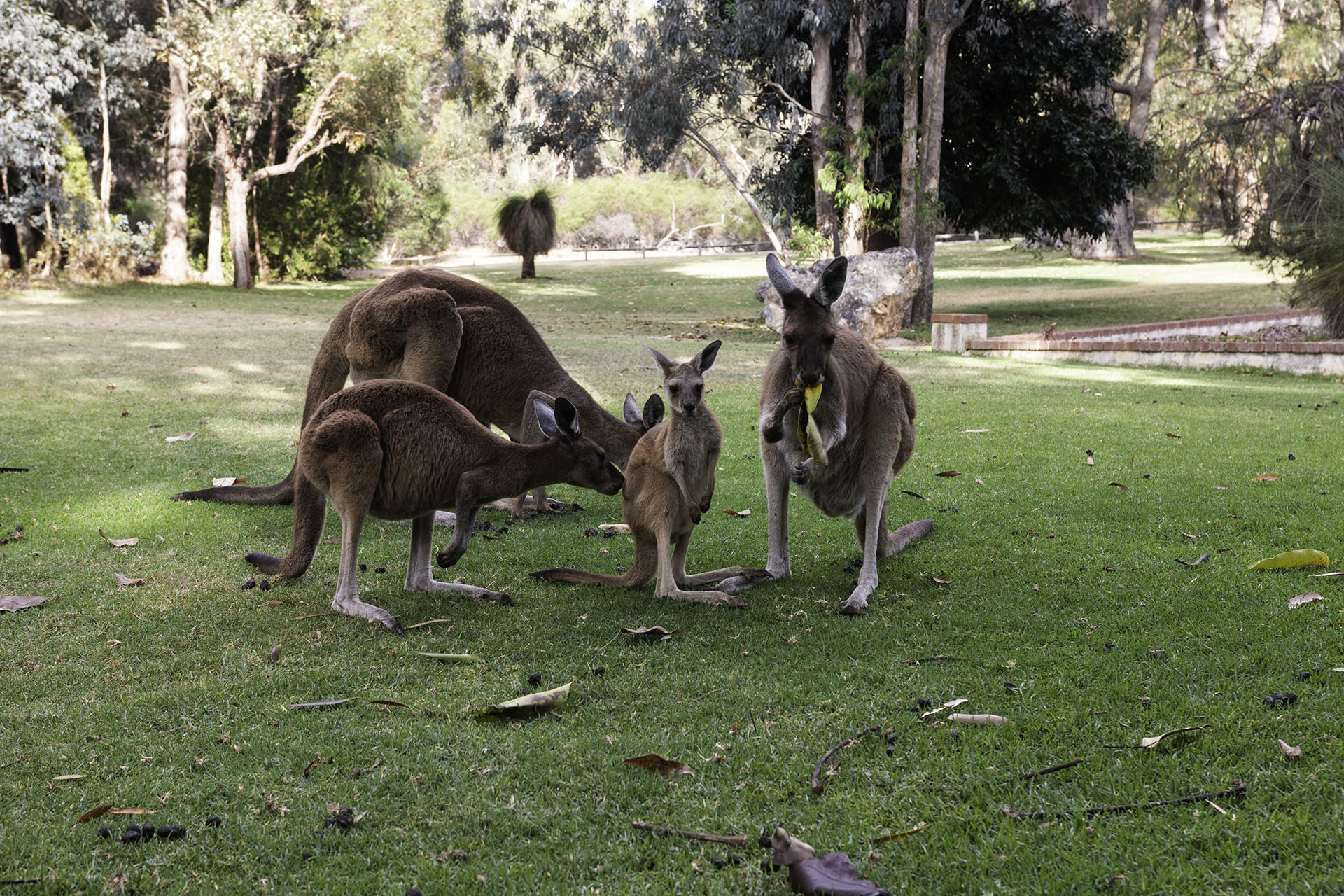 Parc national de Yanchep_australie_voyage_seull-cote ouest_gae