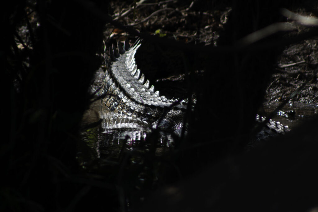 kakadu_voyage`_australie_backpakers_travel_crocodile