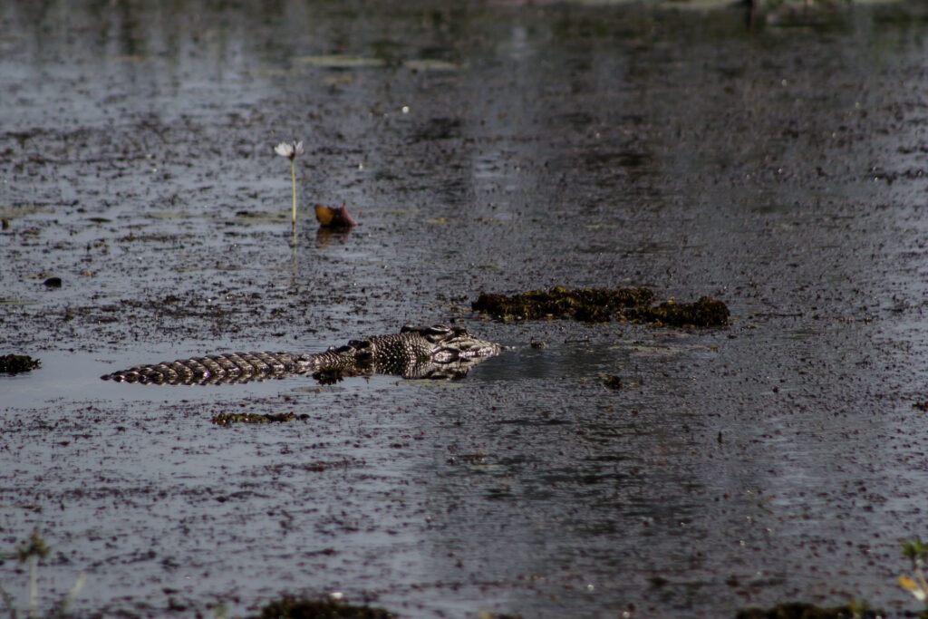 kakadu_voyage`_australie_backpakers_travel_crocodile