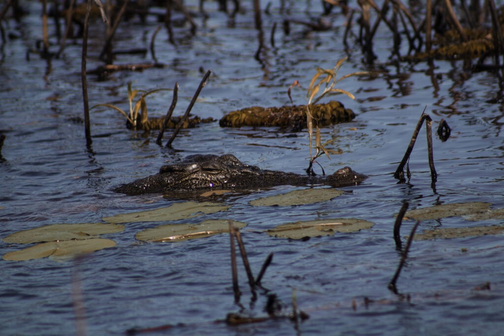 kakadu_voyage`_australie_backpakers_travel_crocodile