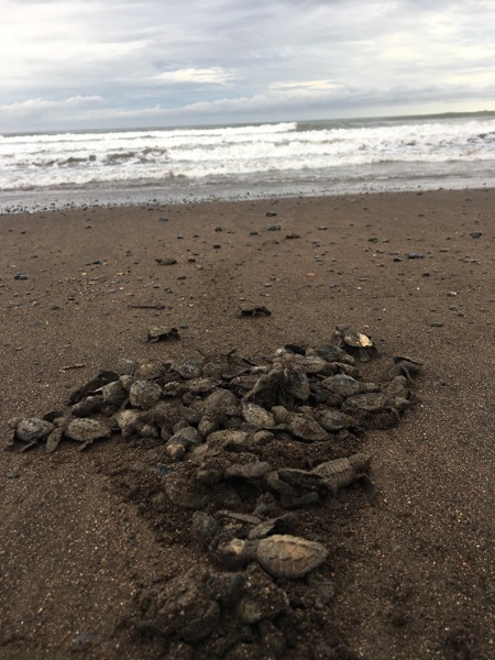 Samara_tortue_volontaria_incroyable_oeuf_costa rica