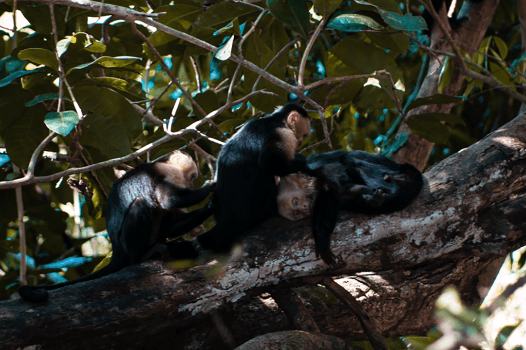 parc national_costa rica_incroybale