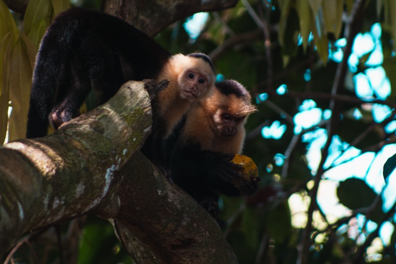 parc national_costa rica_incroybale