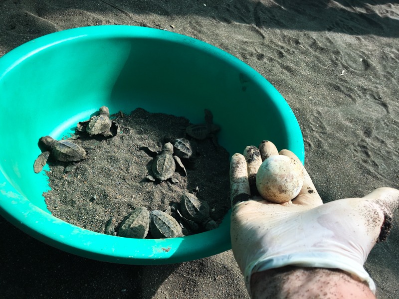 Samara_tortue_volontaria_incroyable_oeuf_costa rica