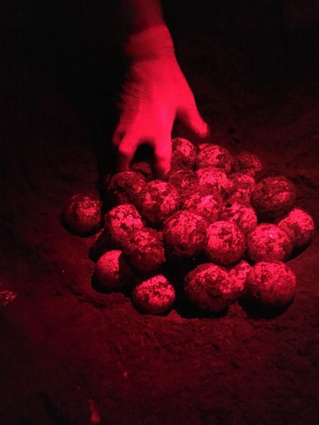 Samara_tortue_volontaria_incroyable_oeuf_costa rica