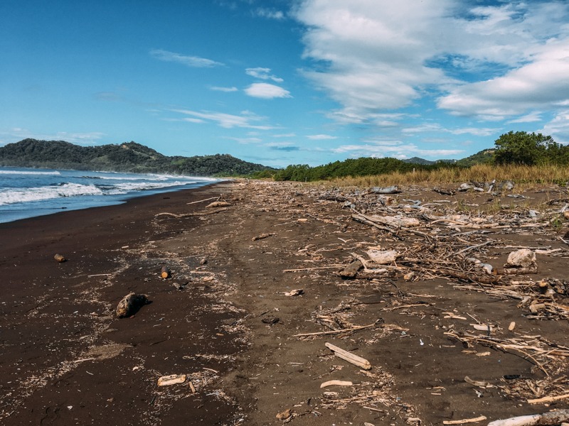 Samara_tortue_volontaria_incroyable_oeuf_costa rica