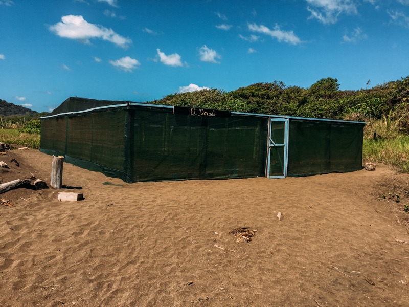 Samara_tortue_volontaria_incroyable_oeuf_costa rica