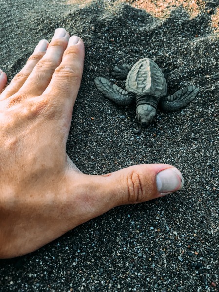 Samara_tortue_volontaria_incroyable_oeuf_costa rica