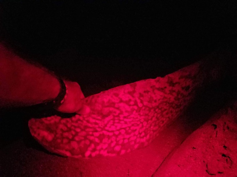 Samara_tortue_volontaria_incroyable_oeuf_costa rica