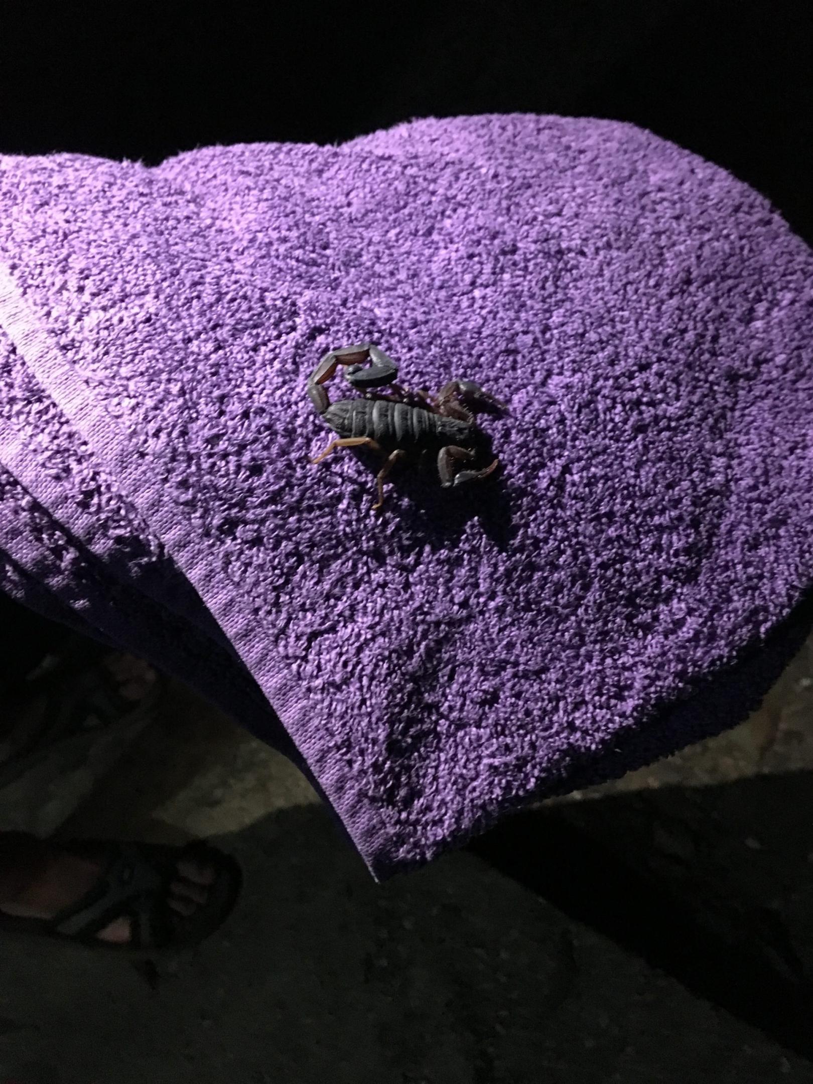 Samara_tortue_volontaria_incroyable_oeuf_costa rica